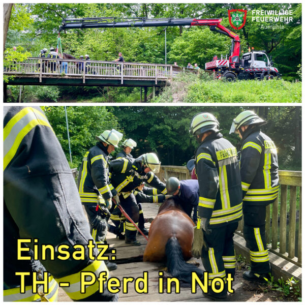 TH – Pferd in Not