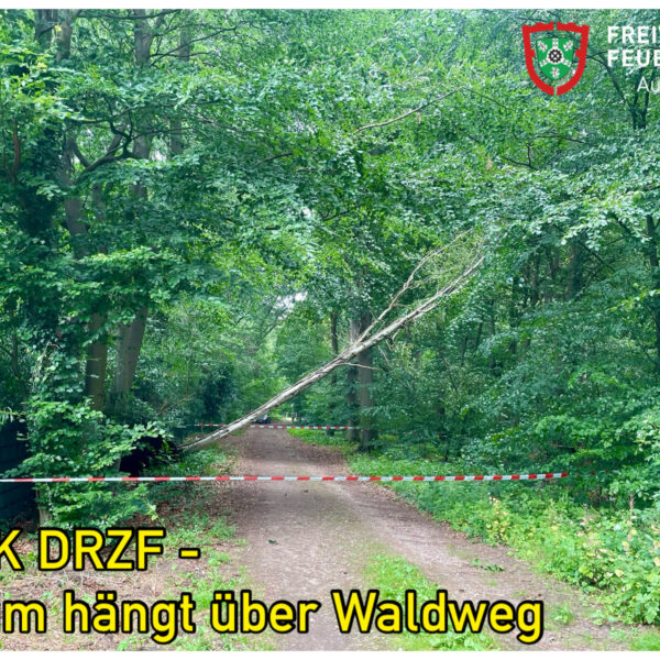 TH K DRZF – Baum droht zu fallen